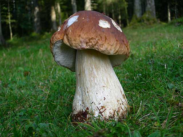 2005 :  Un anno di funghi